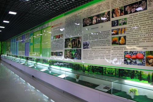 望都第五屆櫻桃文化旅游產(chǎn)品推介月 文化與藝術(shù)的交融盛典